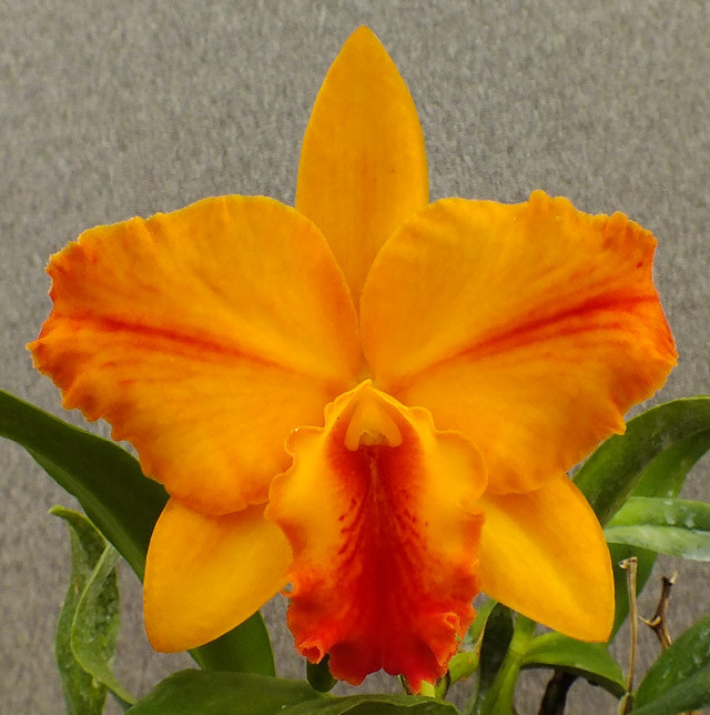 Rlc. Nakornchaisri Sunset '#191' |Odoms Orchids