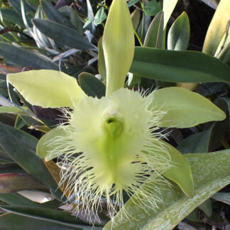 Rhyncholaelia (Brassavola) digbyana.