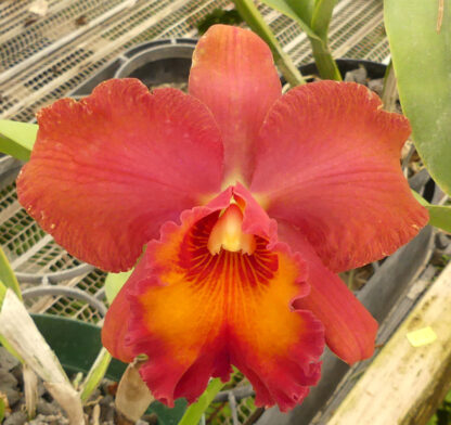 Blc. Albert W. Turner - Image 9