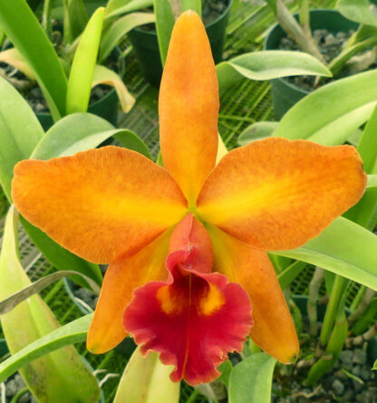 Blc. Albert W. Turner - Image 10