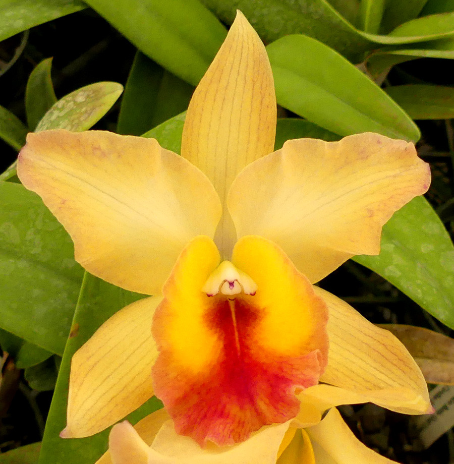 Blc. Cristina Mendez - Image 6