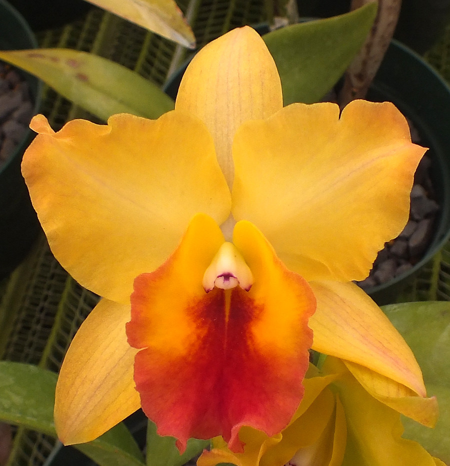 Blc. Cristina Mendez - Image 3