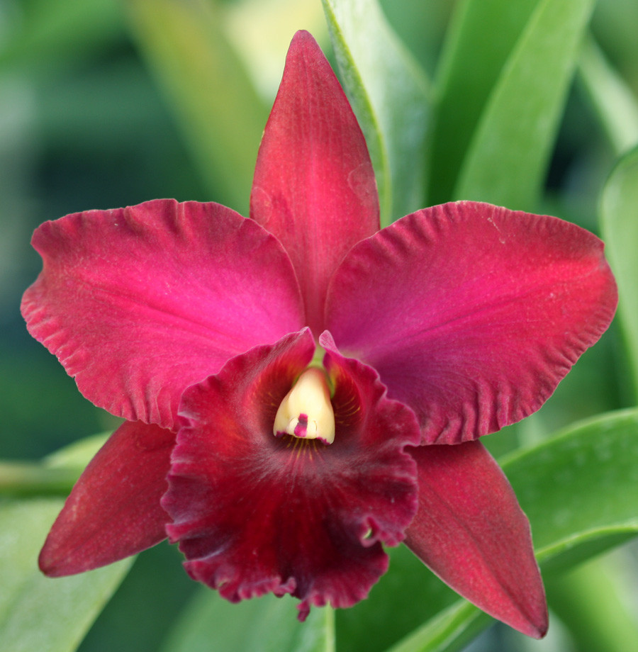 C. Jump for Joy 'Whopper' x Rlc. Sakurayama 'Gold Prize' |Odoms