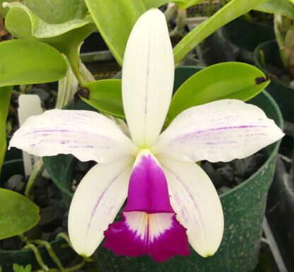 Cattleya violacea semi alba flammea - Image 4