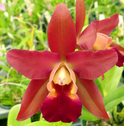 Blc. Odom's Fascination. - Image 2