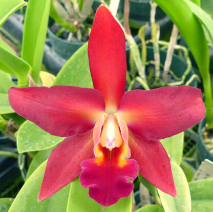 Blc. Odom's Fascination. - Image 3