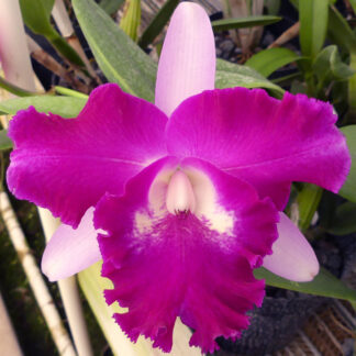 Blc. Sa-Ngob Delight 'Krairit'.