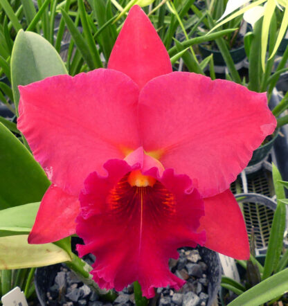Blc. Taiwan Chief Wine 'Van Gogh'