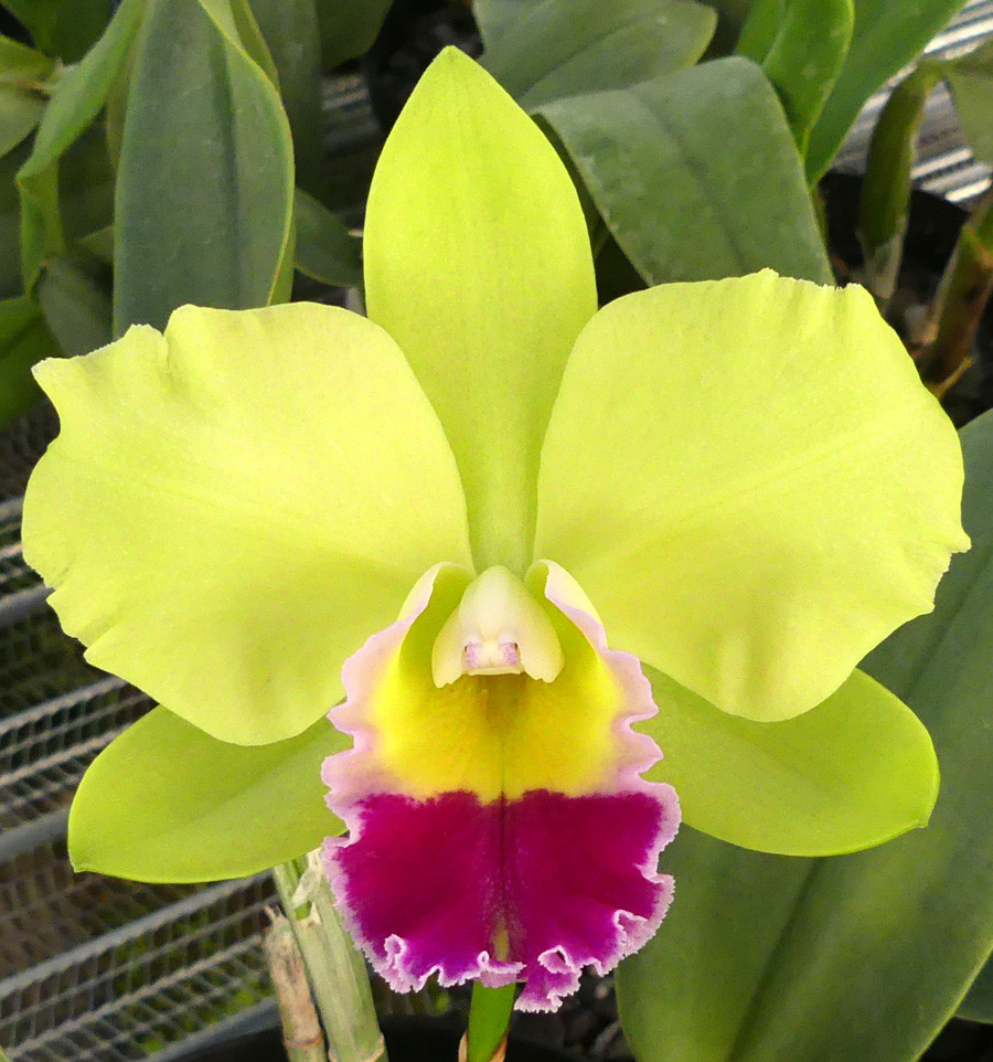 Blc. Hsinying Greenworth 'N.N.'