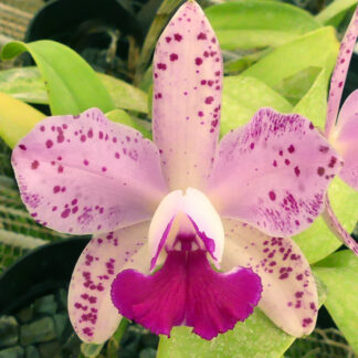 Blc. Odom's Amethyst Leopard.