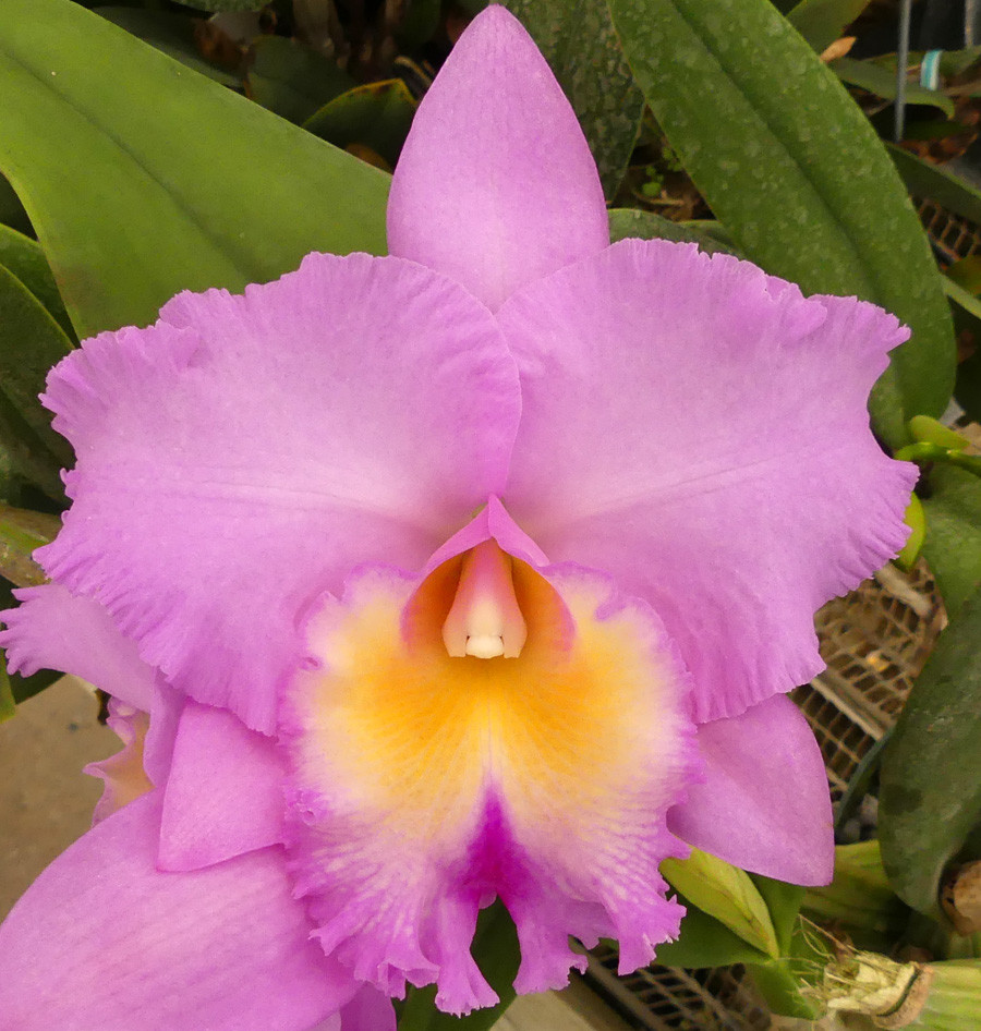 Blc. Crown Princess Masako 'English Rose'.
