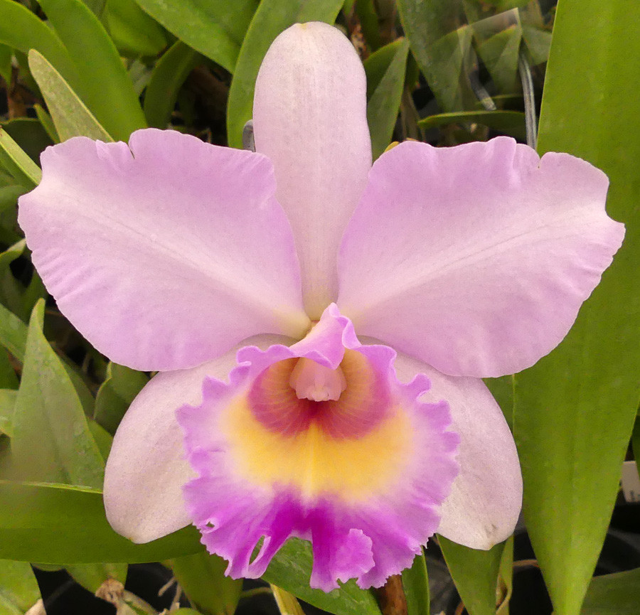 Blc. Arthur Tanner's Michelle Lea - Image 2