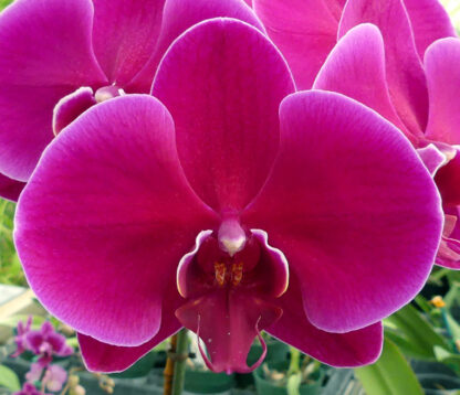 Phalaenopsis Orchid in Bud. - Image 7