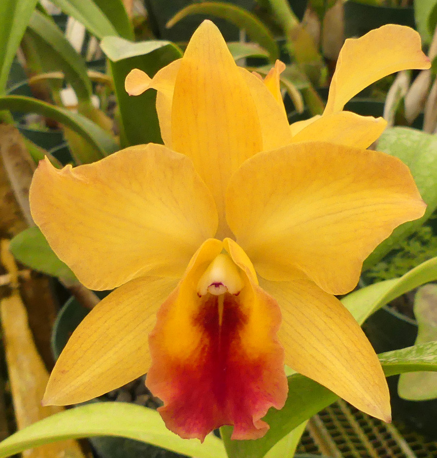 Blc. Cristina Mendez - Image 8