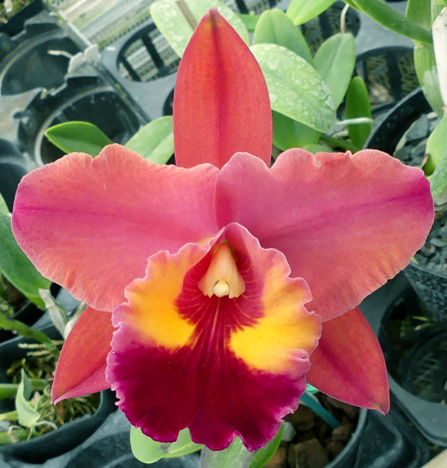 Blc. Laura Schneider