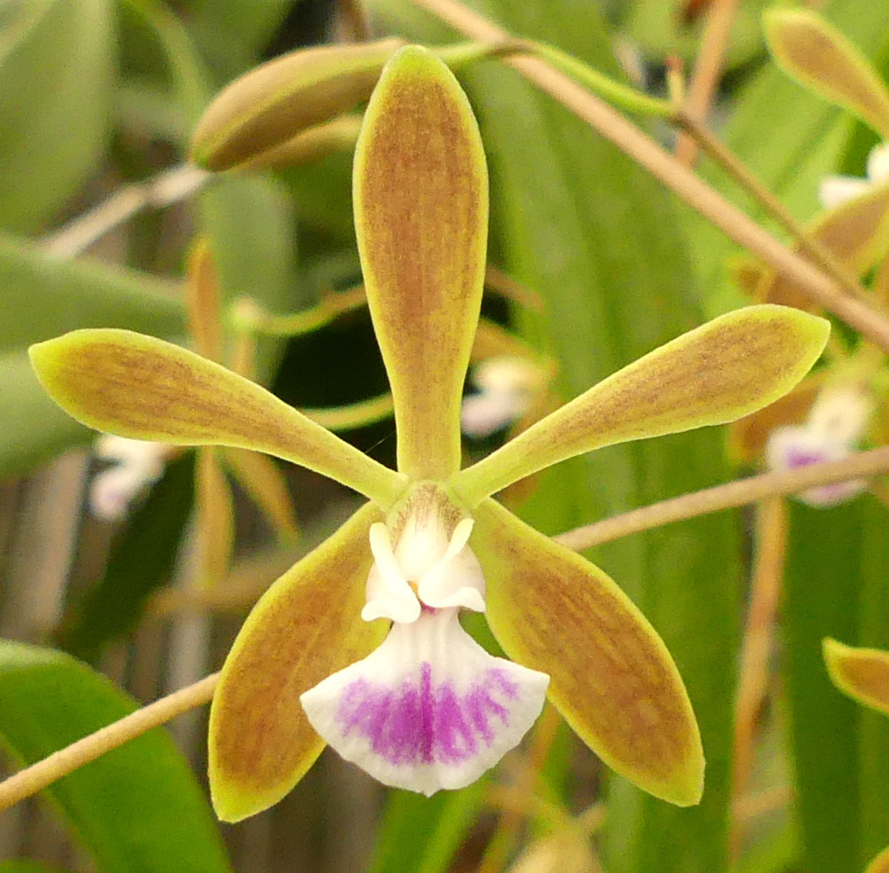 Encyclia tampense. - Image 4
