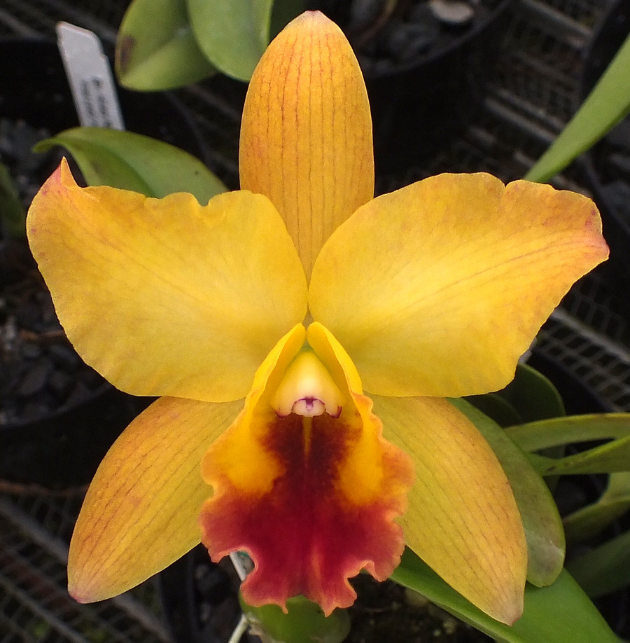 Blc. Cristina Mendez - Image 2