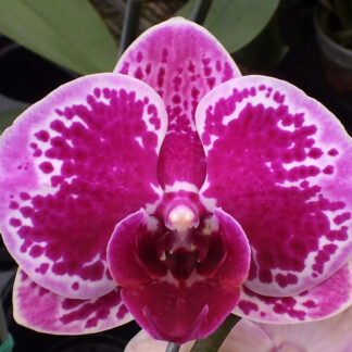 Phalaenopsis