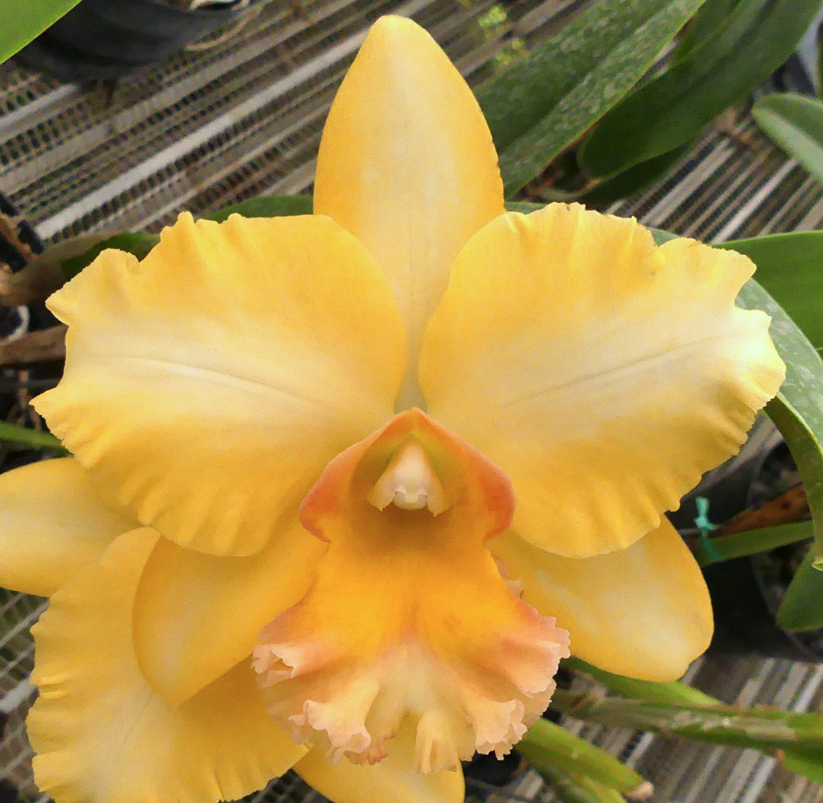 Blc. Malworth 'Orchidglade' FCC/AOS