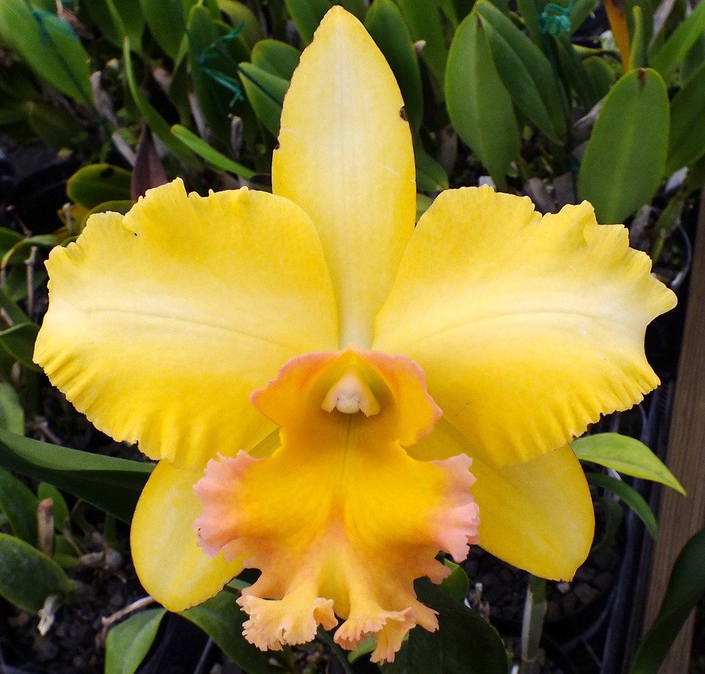 Blc. Malworth 'Orchidglade' FCC/AOS - Image 2