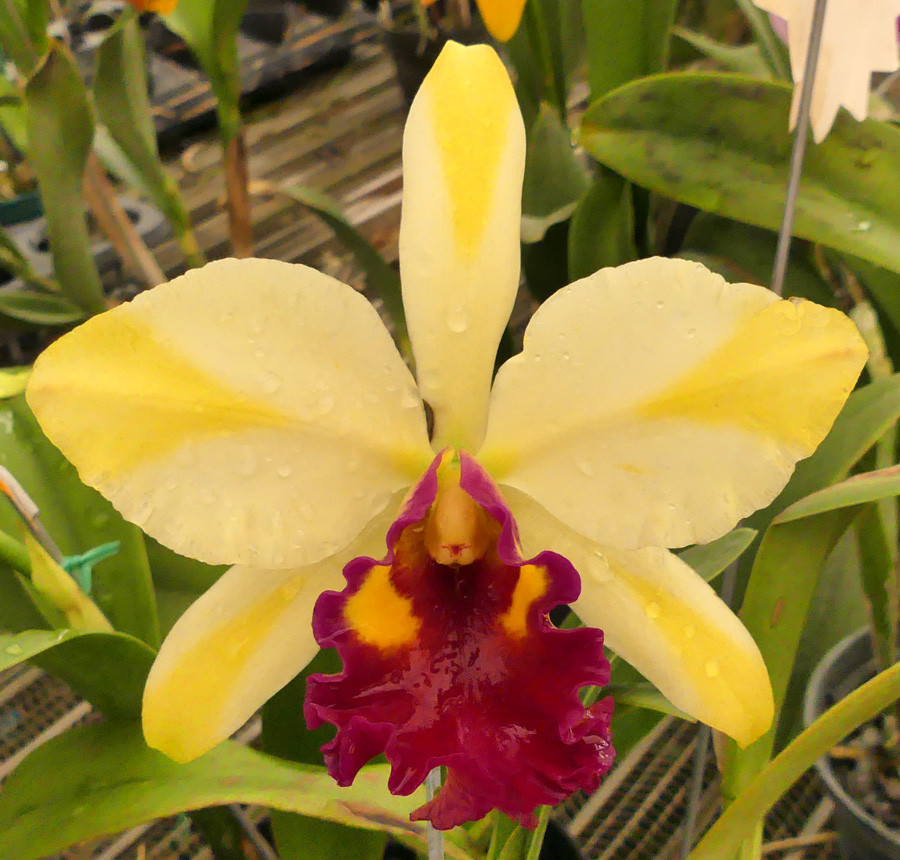 Pot. Fu Shu Glory 'Happy Holiday'. - Image 3