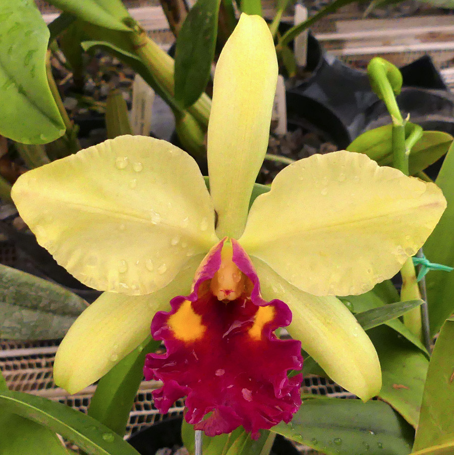 Pot. Fu Shu Glory 'Happy Holiday'. - Image 2