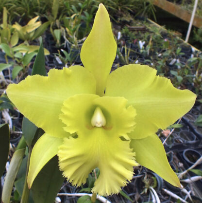 Blc. Ports of Paradise 'Green Ching Hua' AM/AOS