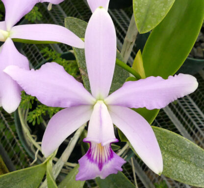 Cattleya violacea var. concolor - Image 2