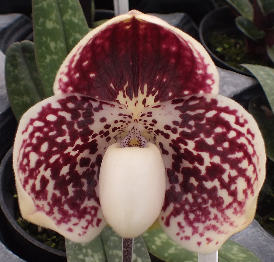 Paph. leucochilum '#39' x 'Red Peal'. - Image 5