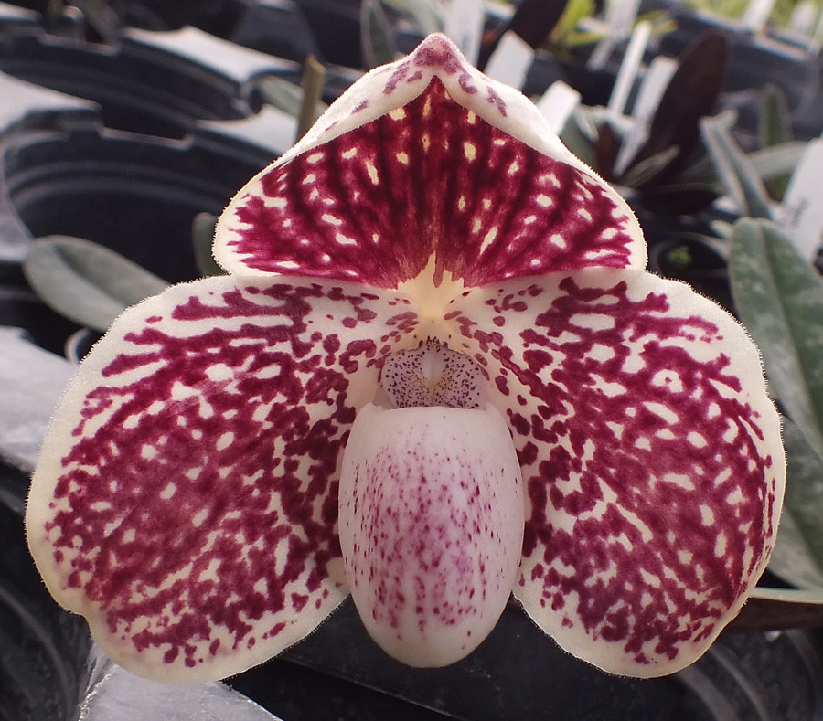 Paph. leucochilum '#39' x 'Red Peal'. - Image 4