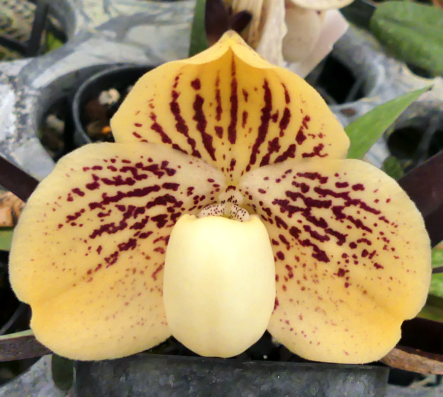 Paph. leucochilum '#39' x 'Red Peal'. - Image 3