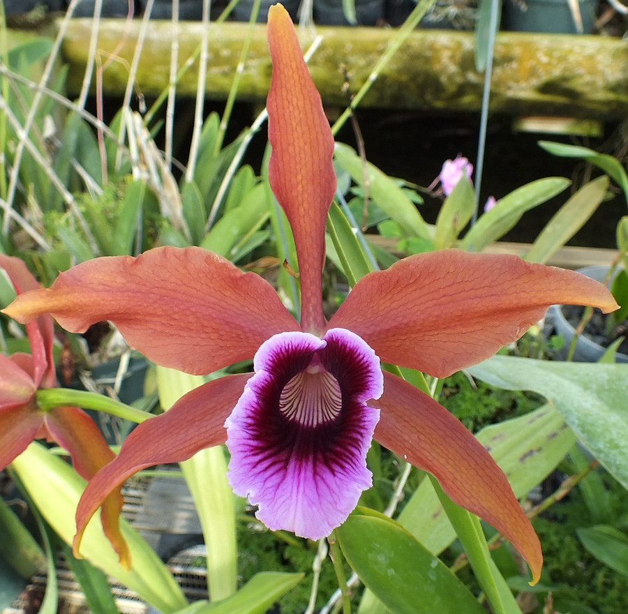 L. tenebrosa ('None Darker' x 'Darkness 4n'). - Image 2