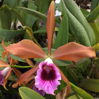 L. tenebrosa ('None Darker' x 'Darkness 4n').