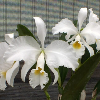 C. trianae var. alba 'Joe'.