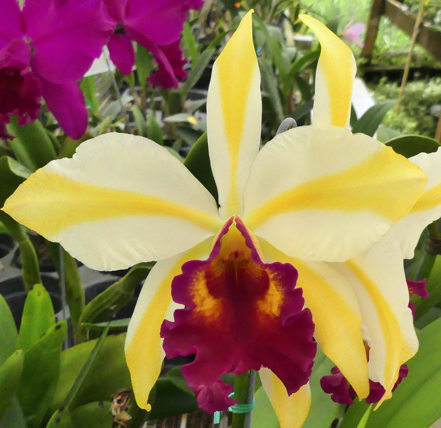 Pot. Fu Shu Glory 'Happy Holiday'.