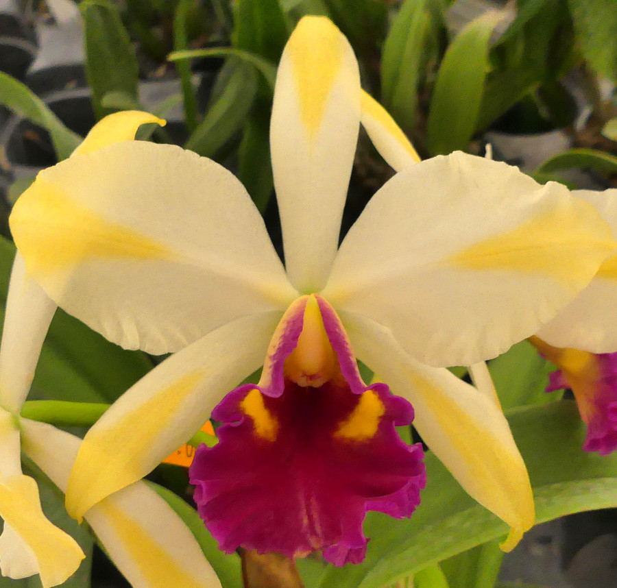 Pot. Fu Shu Glory 'Happy Holiday'. - Image 4