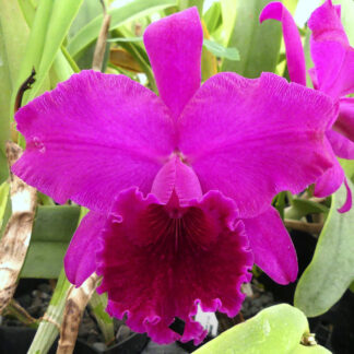 Lc. Jose Dias Castro x Lc. Hoagy Holguin