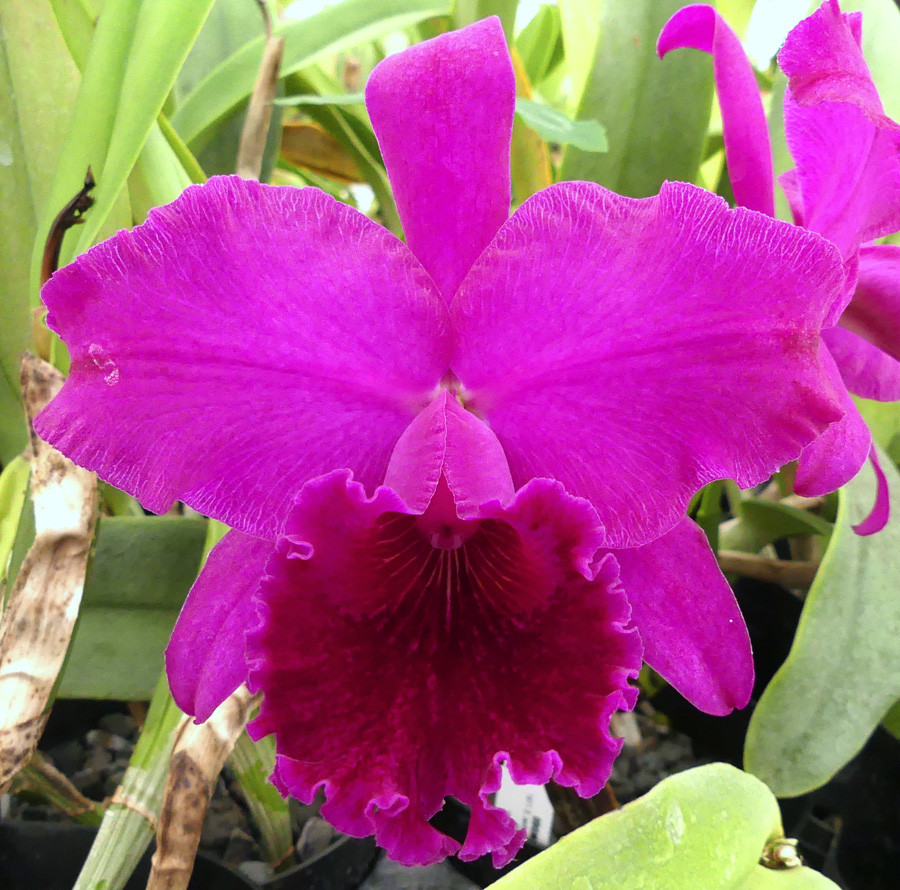 Lc. Jose Dias Castro x Lc. Hoagy Holguin