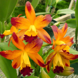 Lc. Varut Startrack 'Golden Tiger' HCC/AOS.