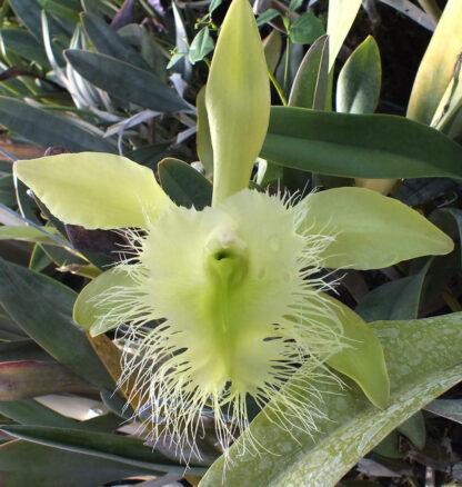 B. digbyana 'Green Giant' AM/AOS