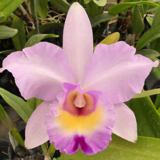 Blc. Arthur Tanner's Michelle Lea.