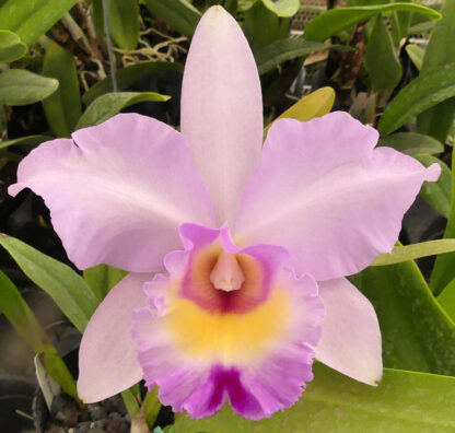 Blc. Arthur Tanner's Michelle Lea.