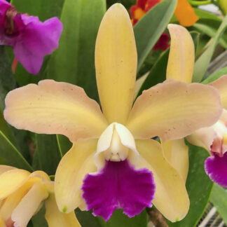 Blc. Mikawa Rainbow.