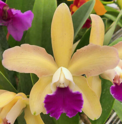 Blc. Mikawa Rainbow.