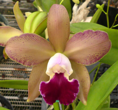 Blc. Mikawa Rainbow.