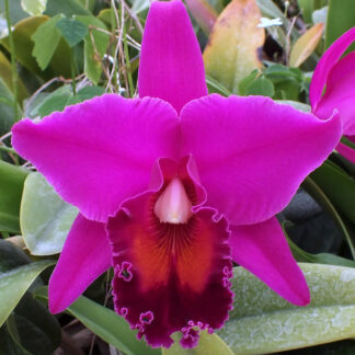 Blc. Night Shadows x Mem. Nita Franca.