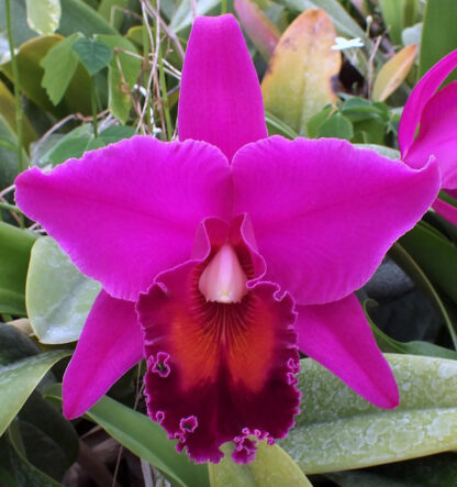 Blc. Night Shadows x Mem. Nita Franca.