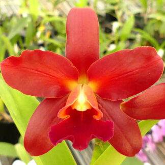  Blc. Odom's Fascination. 
