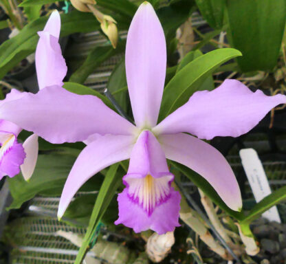 C. violacea v. concolor.