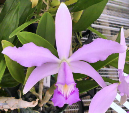 C. violacea v. concolor.
